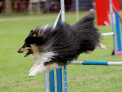 Concours d'agility, les photos du samedi