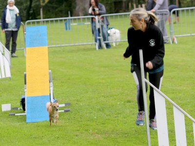 Concours d'agility, les photos du samedi