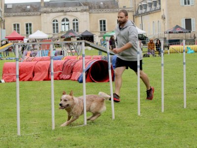 Concours d'agility,  les photos du dimanche