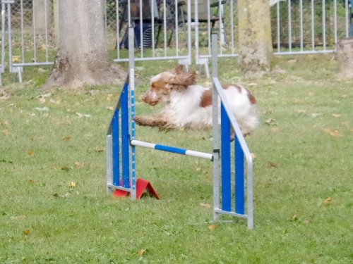 Concours d'agility, Châtenoy le royal 29 septembre 2024