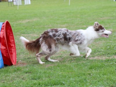 Concours d'agility, les photos du samedi