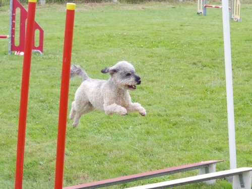 Concours d'agility, Montret, 23 juin 2024