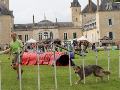 Concours d'agility,  les photos du dimanche