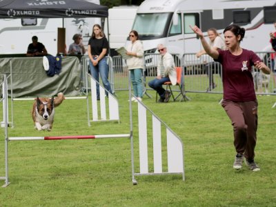 Concours d'agility, les photos du samedi