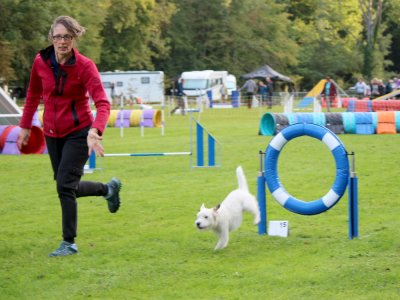 Concours d'agility,  les photos du dimanche