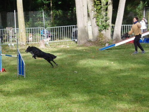 Concours d'agility, Châtenoy le royal 29 septembre 2024