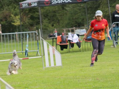 Concours d'agility, les photos du samedi