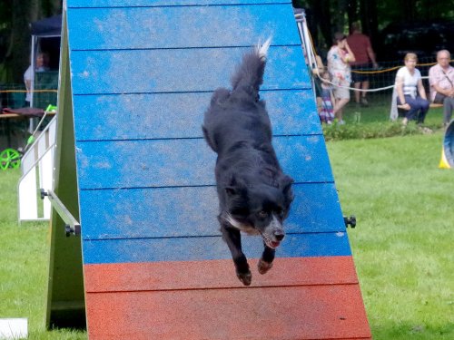 Concours d'agility, Sanvignes, 27 juillet 2024