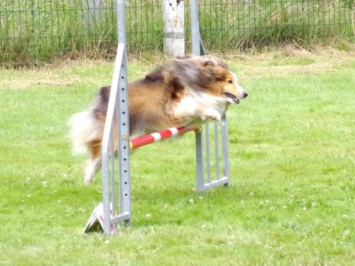 Concours d'agility, Montret, 23 juin 2024