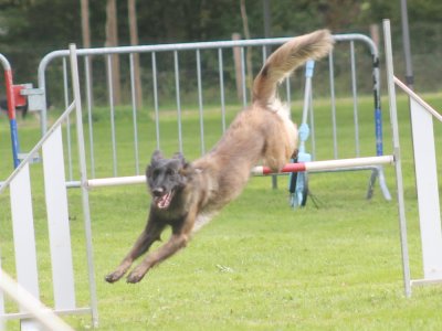 Concours d'agility, les photos du samedi