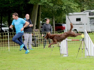 Concours d'agility,  les photos du dimanche