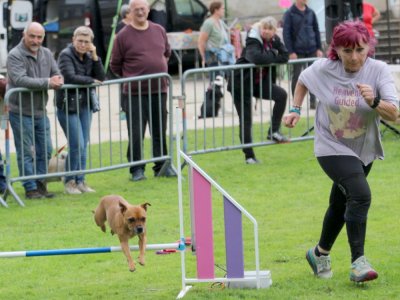 Concours d'agility, les photos du samedi