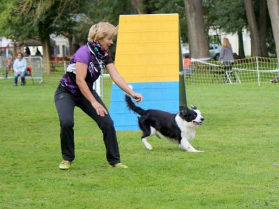 Concours d'agility,  les photos du dimanche