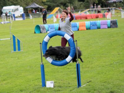 Concours d'agility,  les photos du dimanche