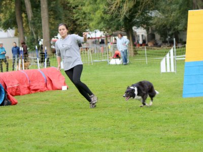 Concours d'agility,  les photos du dimanche
