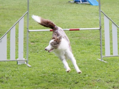 Concours d'agility,  les photos du dimanche