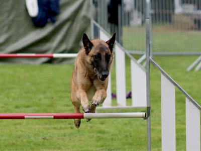 Concours d'agility, les photos du samedi