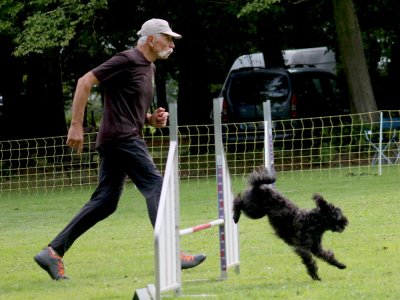 Concours d'agility, les photos du samedi