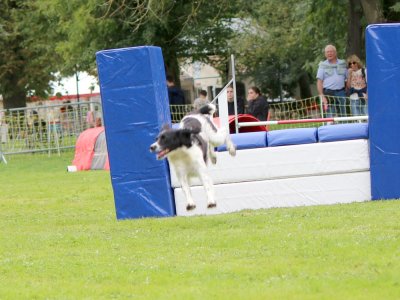 Concours d'agility,  les photos du dimanche