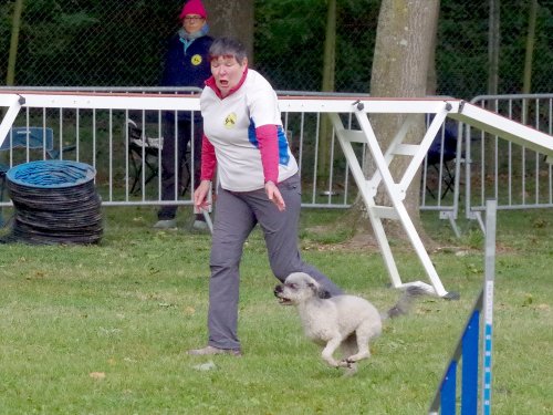 Concours d'agility, Châtenoy le royal 29 septembre 2024