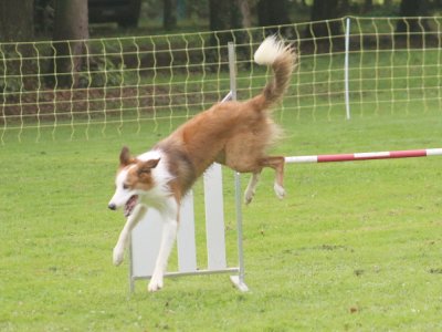 Concours d'agility, les photos du samedi