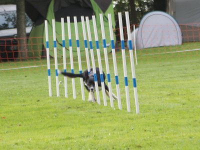 Concours d'agility, les photos du samedi