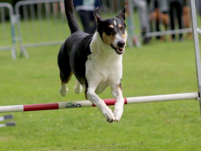 Concours d'agility, les photos du samedi