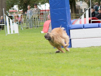 Concours d'agility,  les photos du dimanche