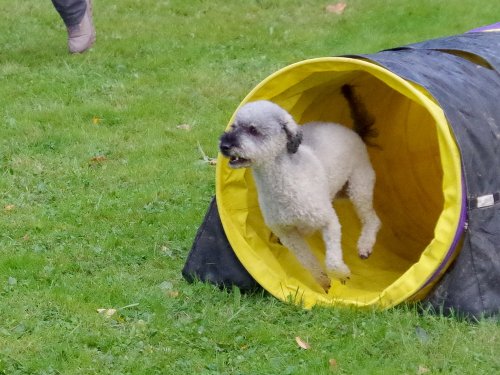 Concours d'agility, Châtenoy le royal 29 septembre 2024