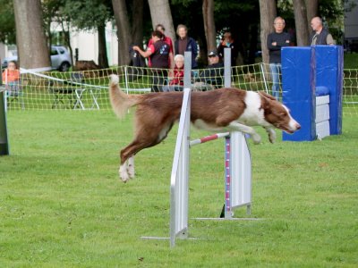 Concours d'agility,  les photos du dimanche