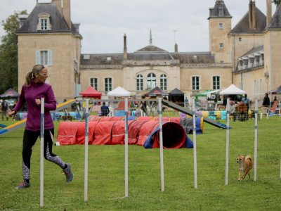 Concours d'agility,  les photos du dimanche