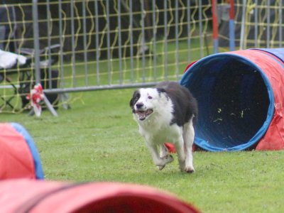 Concours d'agility, les photos du samedi