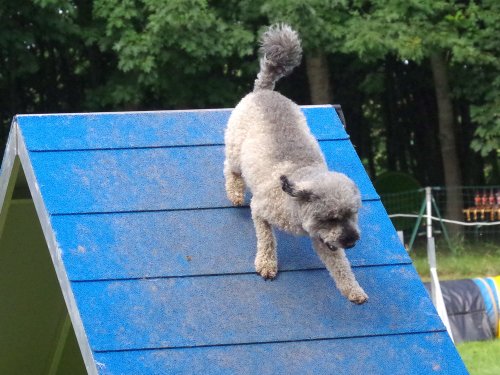 Concours d'agility, Sanvignes, 27 juillet 2024