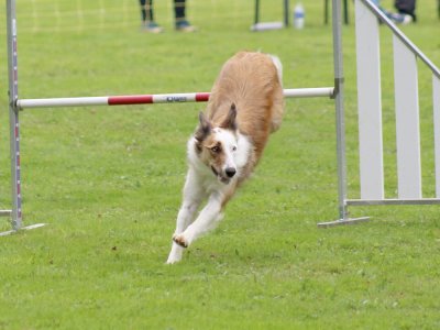Concours d'agility, les photos du samedi