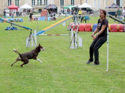 Concours d'agility,  les photos du dimanche