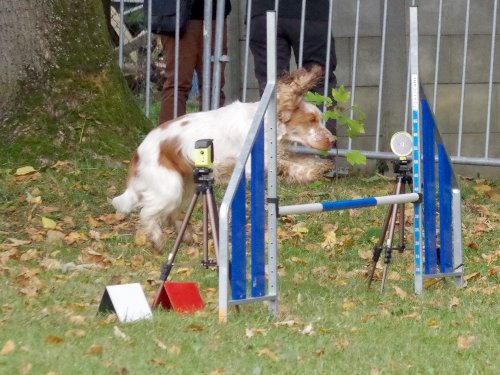 Concours d'agility, Châtenoy le royal 29 septembre 2024