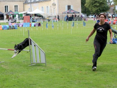 Concours d'agility,  les photos du dimanche