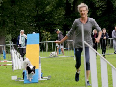 Concours d'agility, les photos du samedi