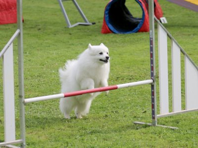 Concours d'agility, les photos du samedi