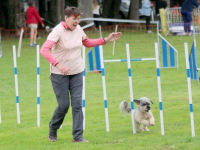 Concours d'agility, les photos du samedi