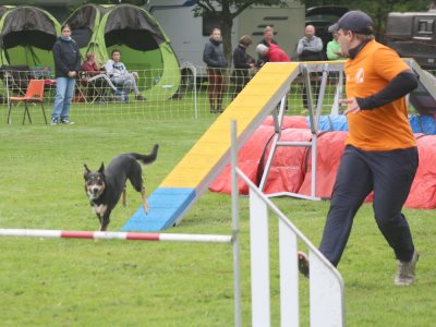 Concours d'agility, les photos du samedi