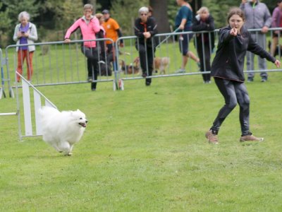 Concours d'agility, les photos du samedi