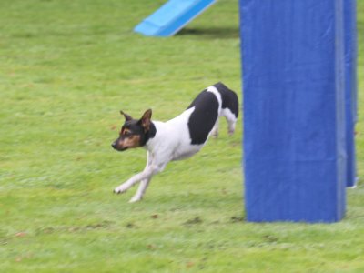Concours d'agility, les photos du samedi