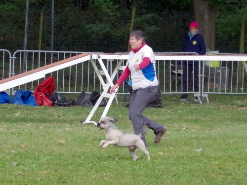 Concours d'agility, Châtenoy le royal 29 septembre 2024