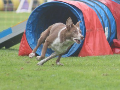 Concours d'agility, les photos du samedi