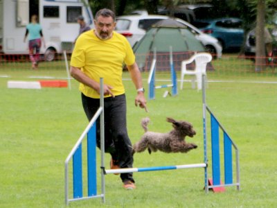 Concours d'agility, les photos du samedi