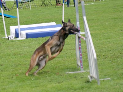 Concours d'agility, les photos du samedi