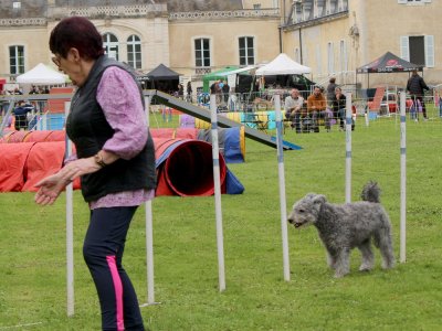 Concours d'agility,  les photos du dimanche