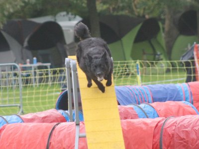 Concours d'agility, les photos du samedi