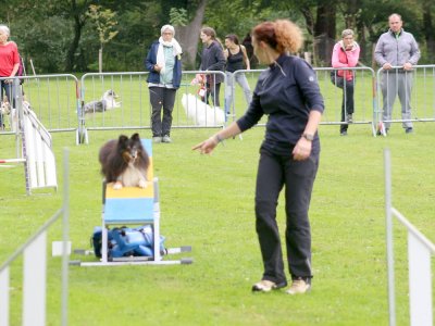 Concours d'agility, les photos du samedi